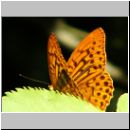 Argynnis paphia - Kaisermantel m01.jpg